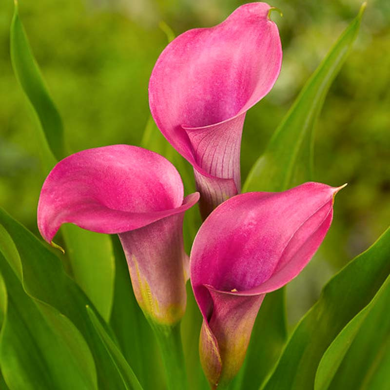Zantedeschia 'Amethyst' (Calla Lily)